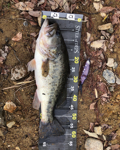 ブラックバスの釣果