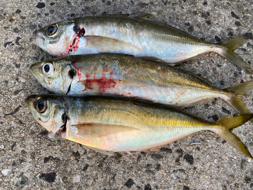 マアジの釣果