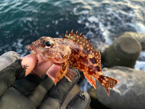 カサゴの釣果