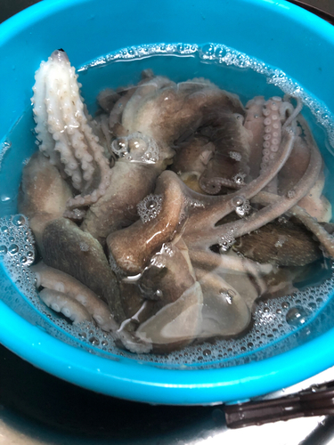 タコの釣果