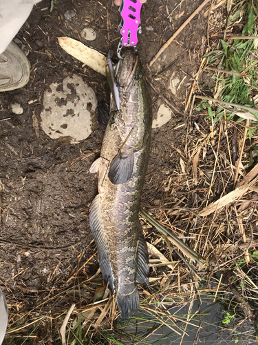 ライギョの釣果