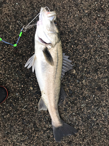 スズキの釣果