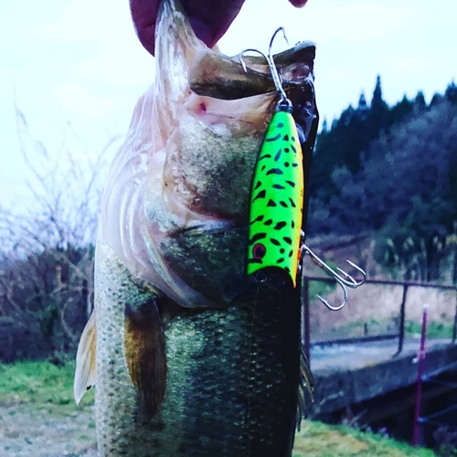 ブラックバスの釣果