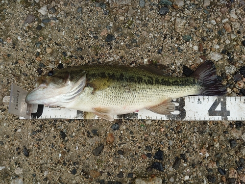 ブラックバスの釣果