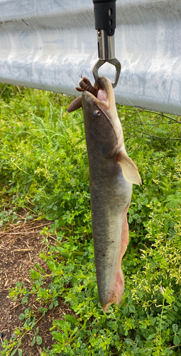 ナマズの釣果