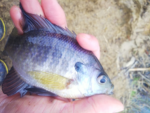 ブルーギルの釣果