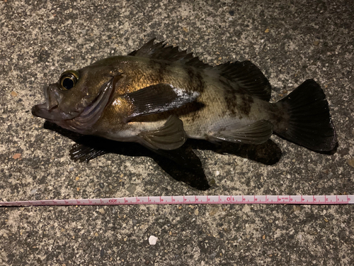 アカメバルの釣果