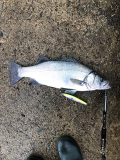 ヒラスズキの釣果