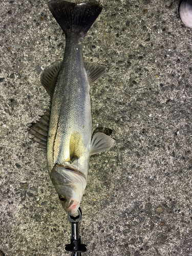 ハネ（マルスズキ）の釣果