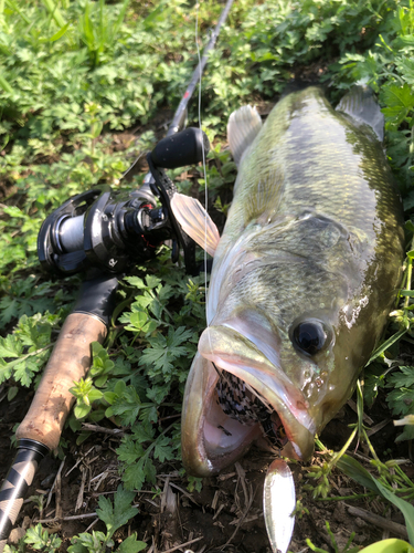 ブラックバスの釣果