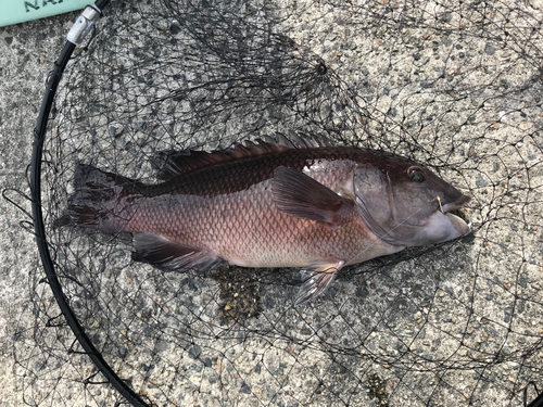 カンダイの釣果