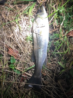 フッコ（マルスズキ）の釣果