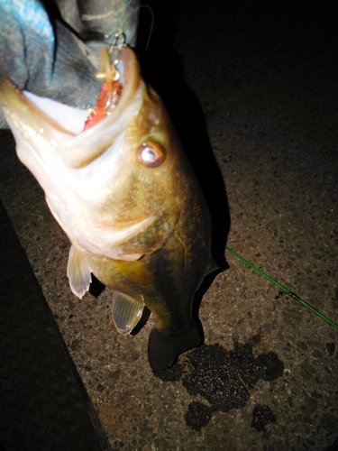 ラージマウスバスの釣果