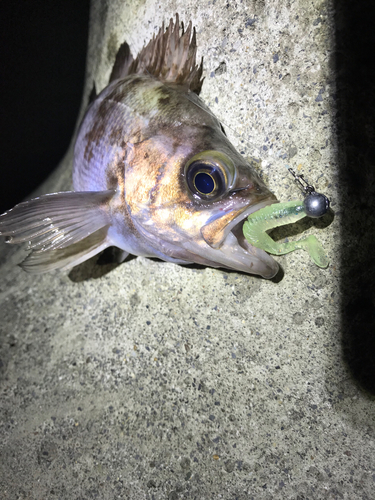 シロメバルの釣果