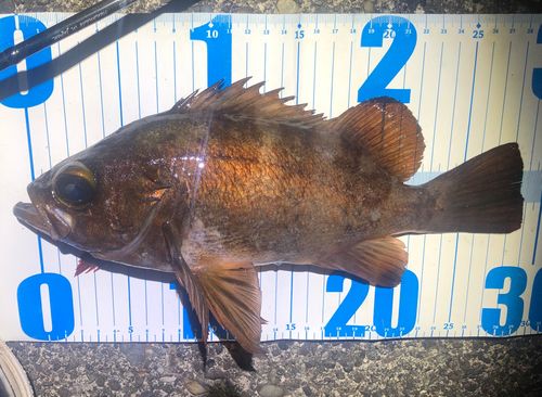 アカメバルの釣果