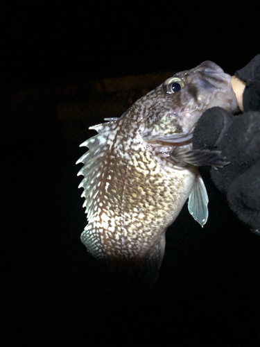 ソイの釣果