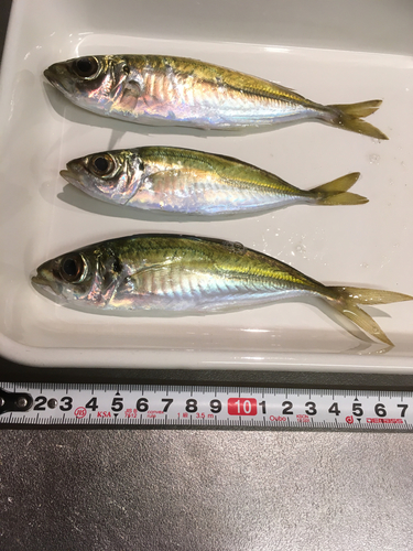 アジの釣果