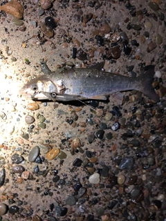 ウグイの釣果