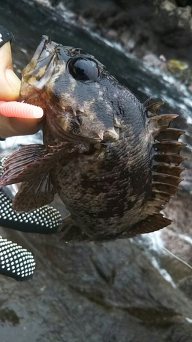 ムラソイの釣果