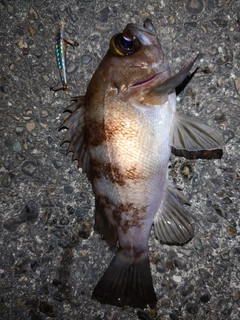 メバルの釣果