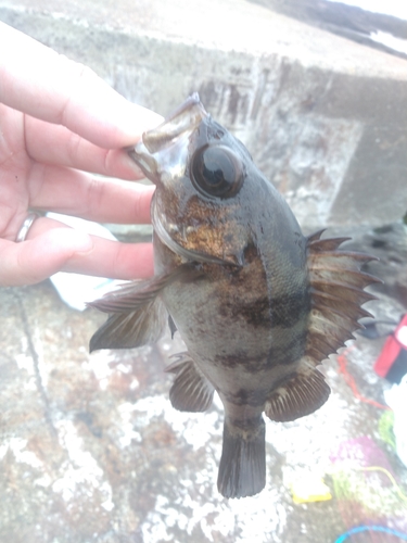 アオメバルの釣果