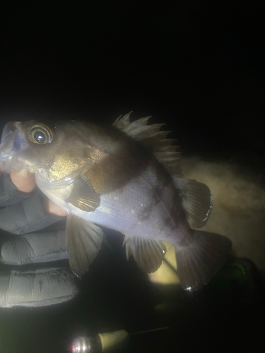 シロメバルの釣果