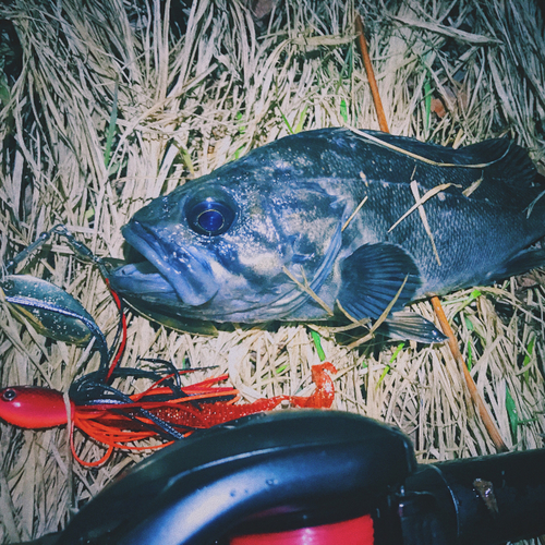 クロソイの釣果