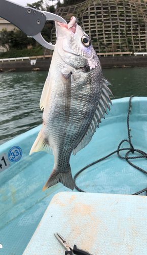 キビレの釣果