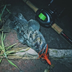 クロソイの釣果