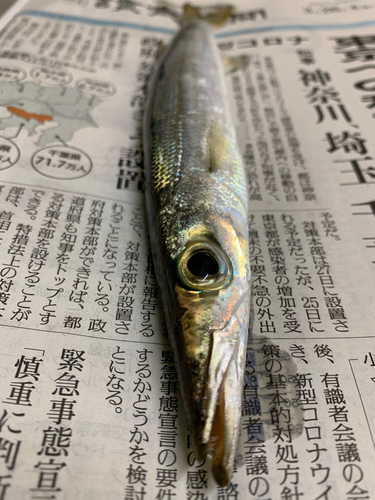 カマスの釣果