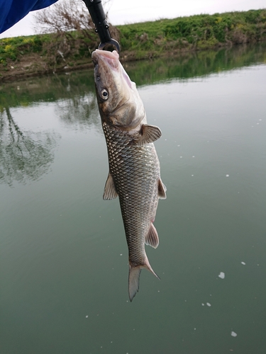 ニゴイの釣果