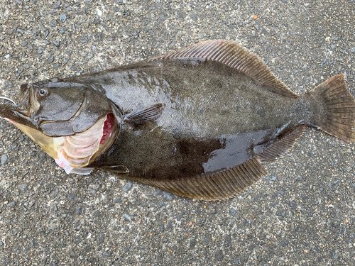 ヒラメの釣果