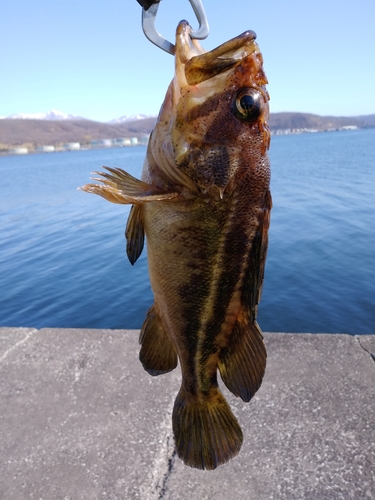 シマソイの釣果