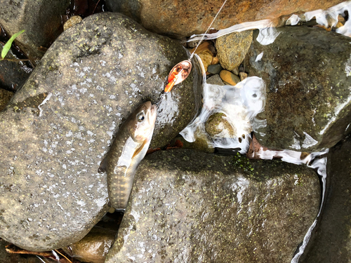 ニッコウイワナの釣果