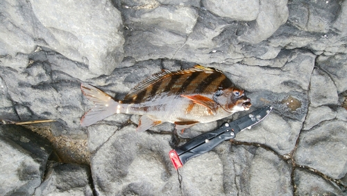 タカノハダイの釣果