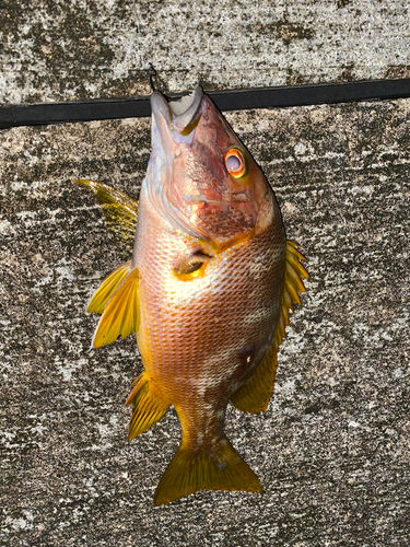 フエダイの釣果