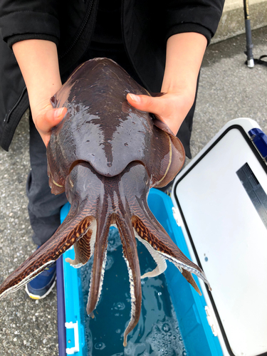 カミナリイカの釣果