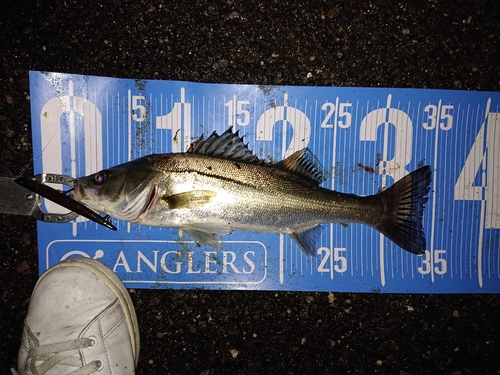 シーバスの釣果