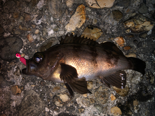 シロメバルの釣果