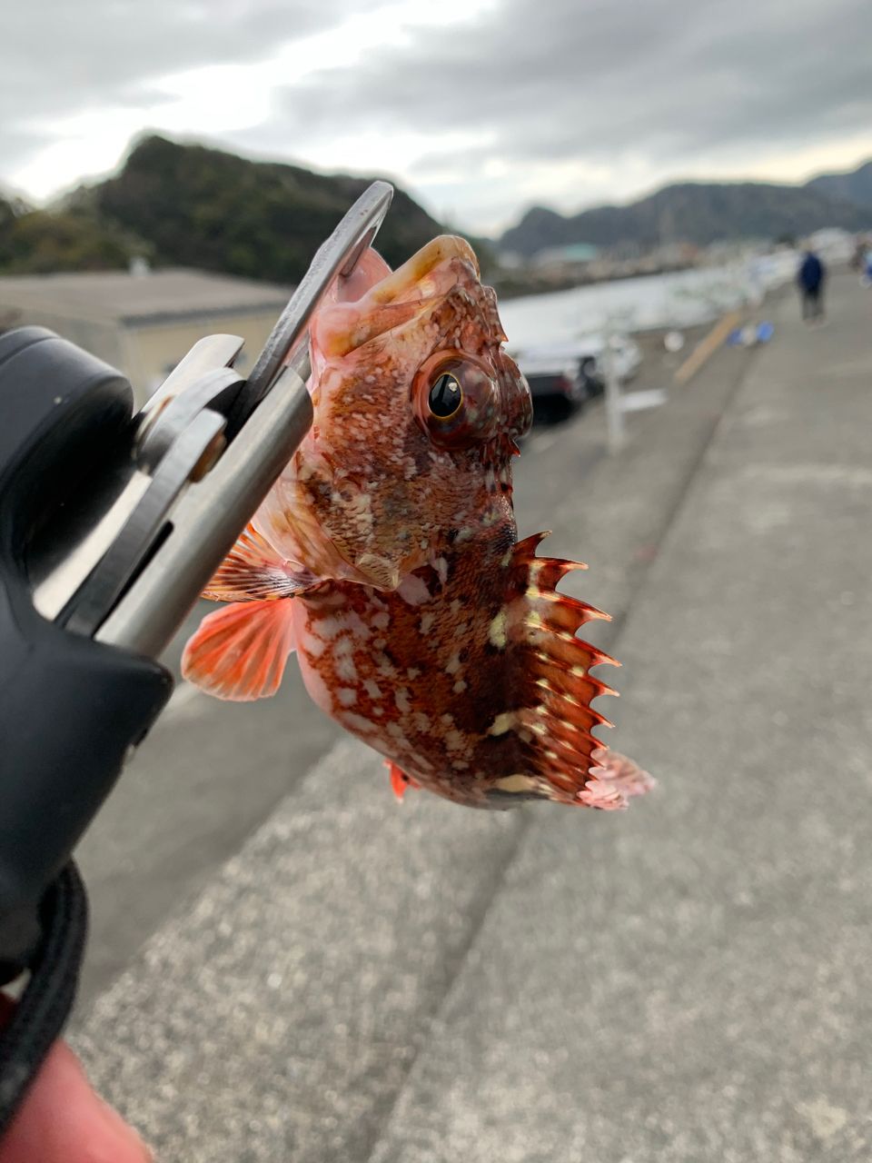 カサゴ