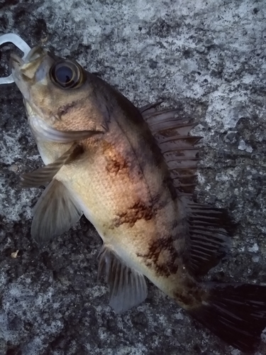 メバルの釣果