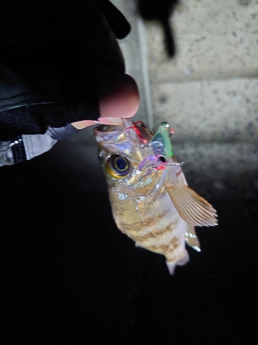 メバルの釣果