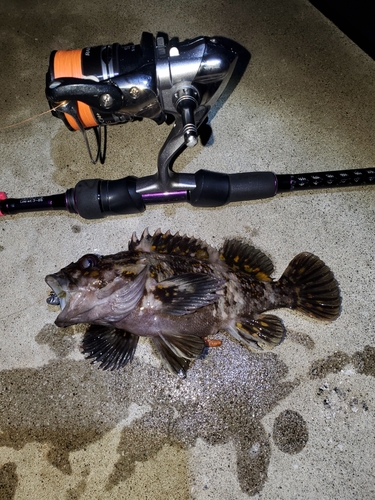 オウゴンムラソイの釣果