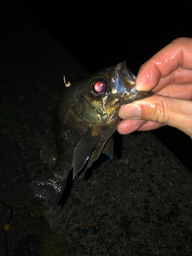 メバルの釣果