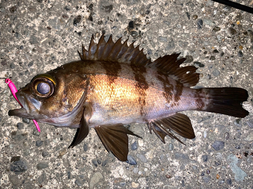 メバルの釣果