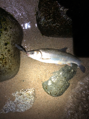 ウグイの釣果