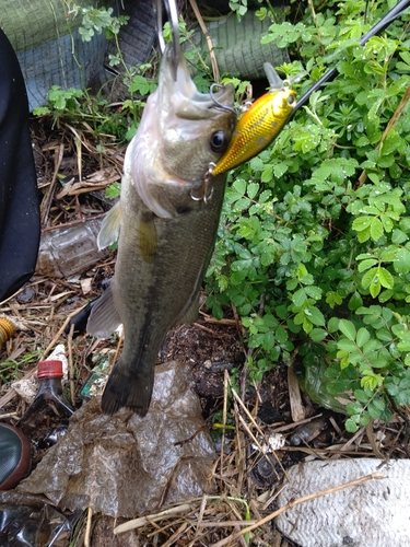 ブラックバスの釣果