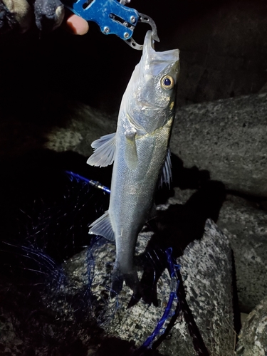 セイゴ（マルスズキ）の釣果