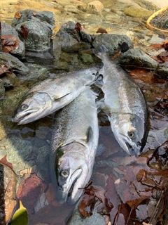 ヤマメの釣果