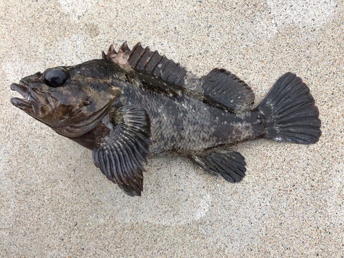 オウゴンムラソイの釣果